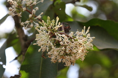 Ixora arborea